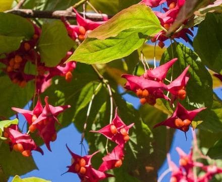 Euonymus macropterus