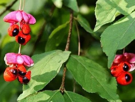 Euonymus verrucosus