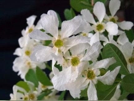 Exochorda racemosa Snow Day® 'Blizzard'