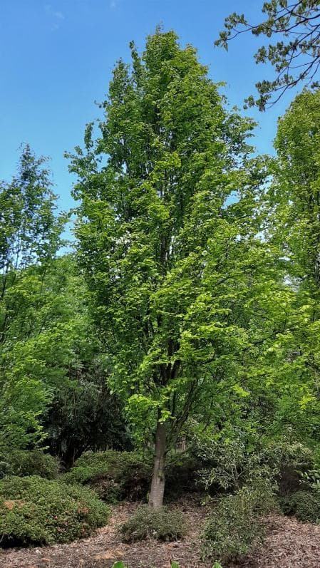 Fagus sylvatica 'Dawyck Gold'