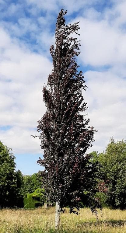 Fagus sylvatica 'Dawyck Purple'