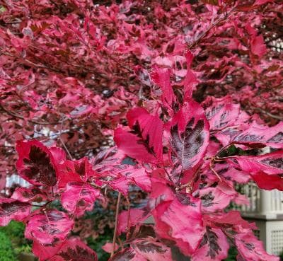 Fagus sylvatica 'Purpurea Tricolor'