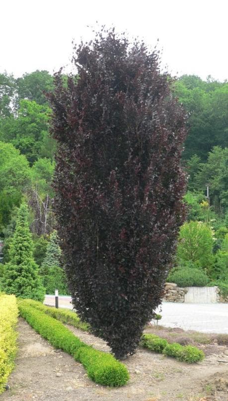 Fagus sylvatica 'Red Obelisk'