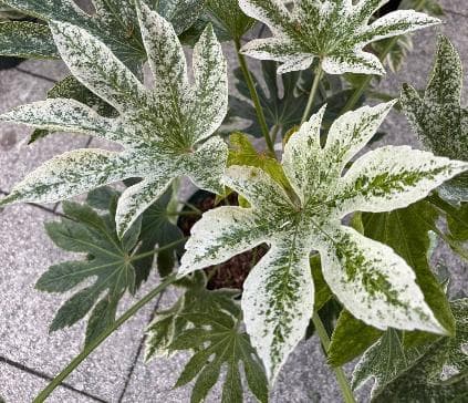 Fatsia japonica 'Spider's Web'