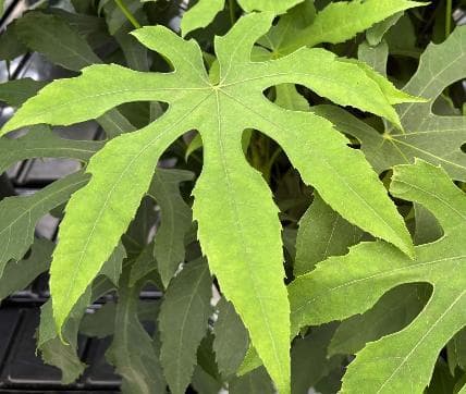 Fatsia polycarpa 'Green Fingers' ®