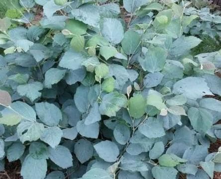 Fothergilla intermedia 'Blue Shadow'