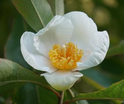 Franklinia alatamaha