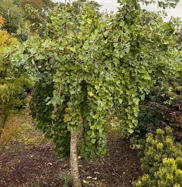 Ginkgo biloba 'China Pendula'