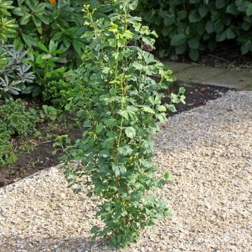 Ginkgo biloba 'Menhir' ®