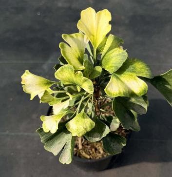 Ginkgo biloba 'Snow Cloud'
