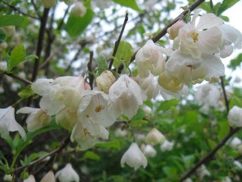 Halesia carolina