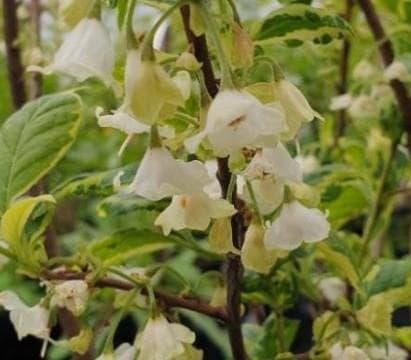 Halesia monticola 'Variegata'