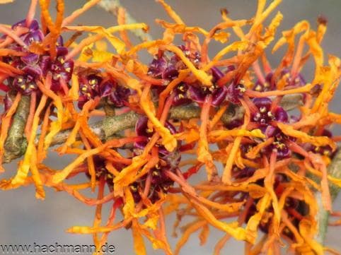 Hamamelis intermedia 'Aphrodite'