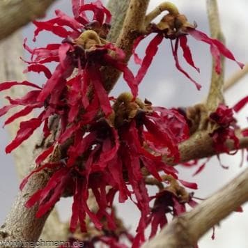 Hamamelis intermedia 'Foxy Lady'
