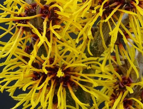 Hamamelis intermedia 'Golden Grace' ®