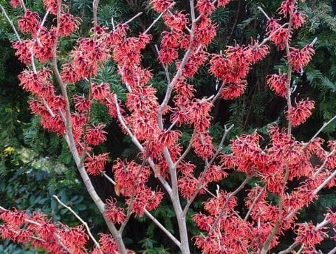 Hamamelis intermedia 'Old Copper'