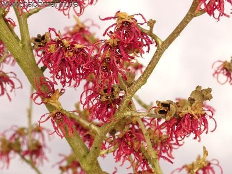 Hamamelis intermedia 'Red Grace' ®
