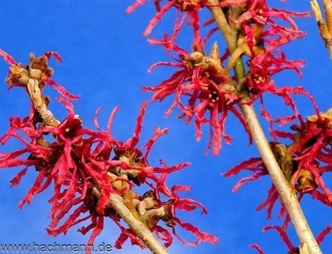 Hamamelis intermedia 'Scarlet Grace' ®