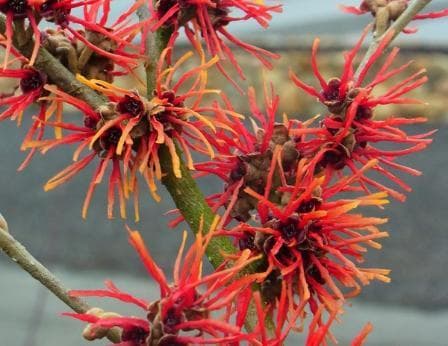 Hamamelis intermedia 'Twilight'