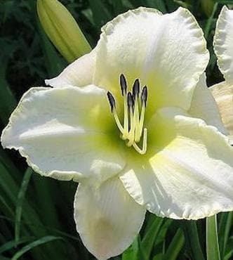 Hemerocallis 'Arctic Snow'