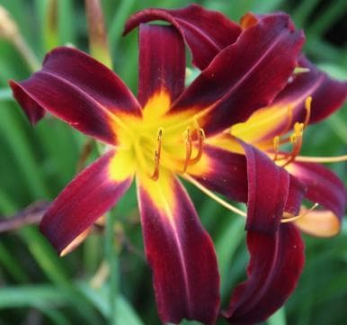 Hemerocallis 'Black Plush'