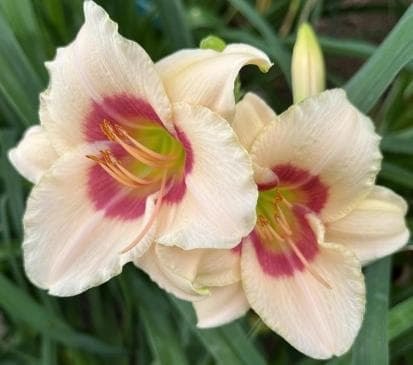 Hemerocallis 'Brilliant Circle'