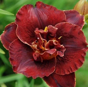 Hemerocallis 'Burgundy Love'
