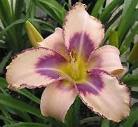 Hemerocallis 'Destined To See'