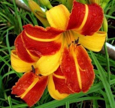 Hemerocallis 'Frans Hals'