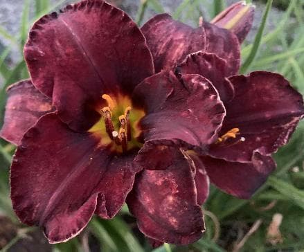 Hemerocallis 'Midnight Magic'