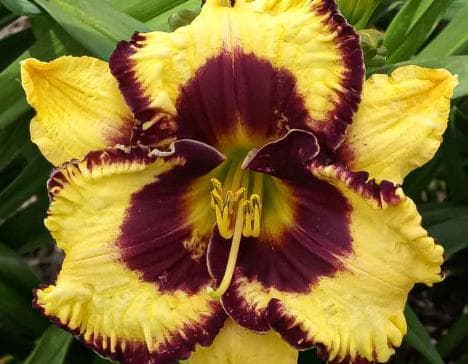 Hemerocallis 'Open My Eyes'