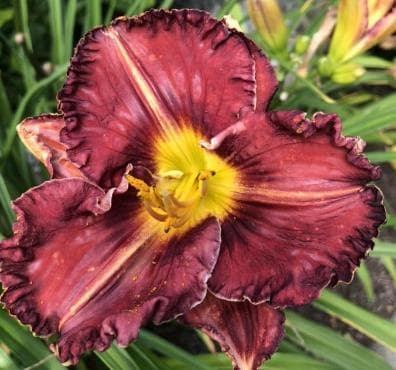 Hemerocallis 'Purplelicious'