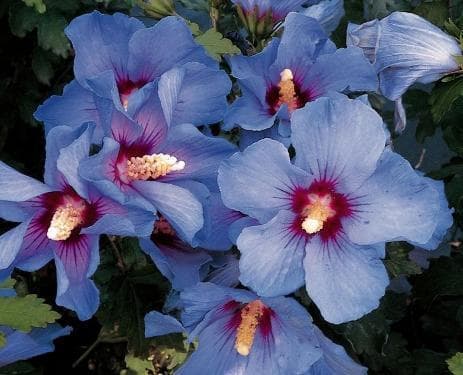 Hibiscus syriacus 'Oiseau Bleu'
