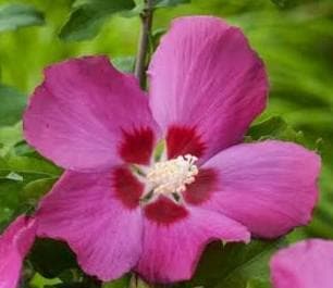 Hibiscus syriacus 'Woodbridge'