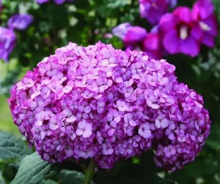 Hydrangea arborescens 'Bella Ragazza Mauvette' ®