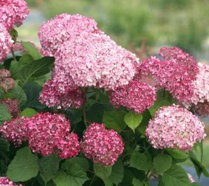 Hydrangea arborescens 'Pink Annabelle' ®