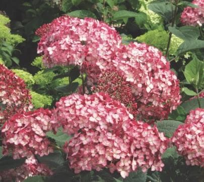 Hydrangea arborescens 'Ruby Annabelle' ®