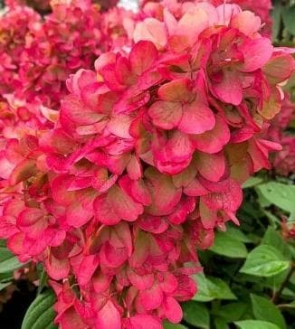Hydrangea paniculata 'Bloody Marie' ®