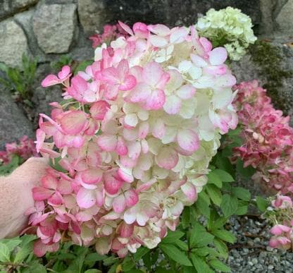 Hydrangea paniculata 'Diamond Rouge'