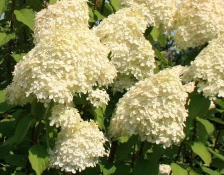 Hydrangea paniculata 'Grandiflora'