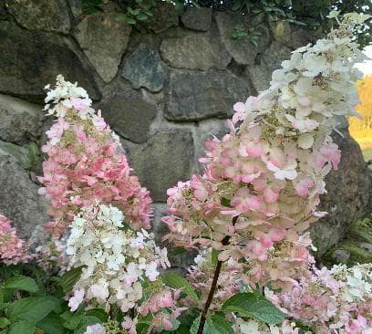 Hydrangea paniculata 'Pinky Winky'