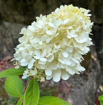 Hydrangea paniculata 'Sweet Summer'