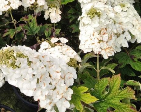 Hydrangea quercifolia 'Jetstream' ®