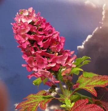 Hydrangea quercifolia 'Ruby Slippers'