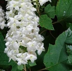 Hydrangea quercifolia 'Snowflake'
