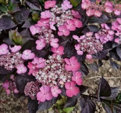 Hydrangea serrata 'Daredevil' ®