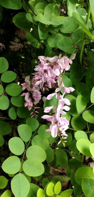 Indigofera kirilowii 'Pink Sensation'