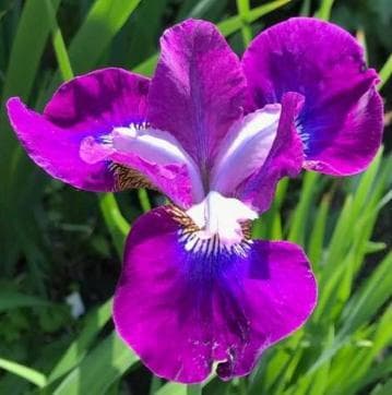 Iris sibirica 'Contrast in Styles'