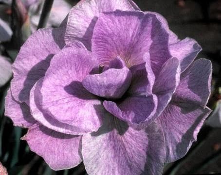 Iris sibirica 'Imperial Opal'