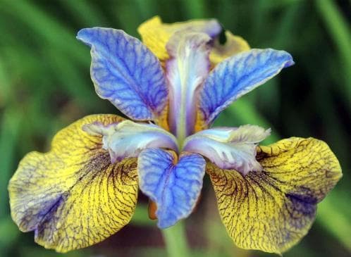 Iris sibirica 'Tipped in Blue'